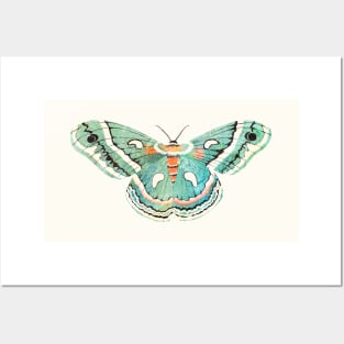 Blue Moth Posters and Art